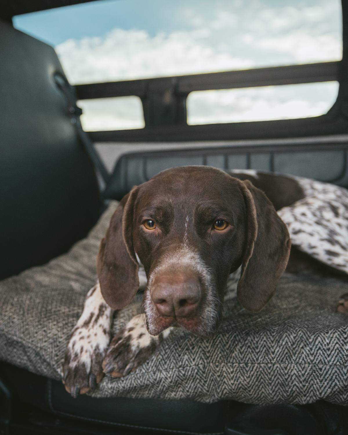 Orvis commission by Morgan Phillips, photo 7 of 15