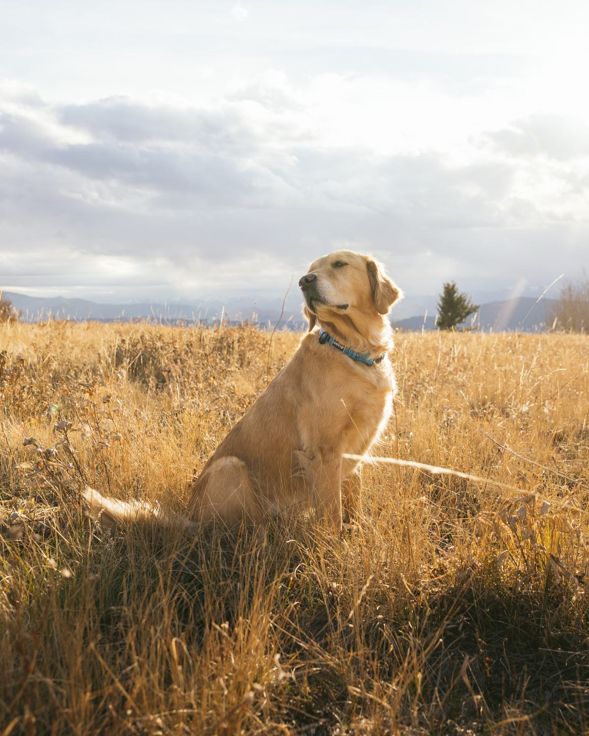 Orvis commission by Morgan Phillips, photo 10 of 15