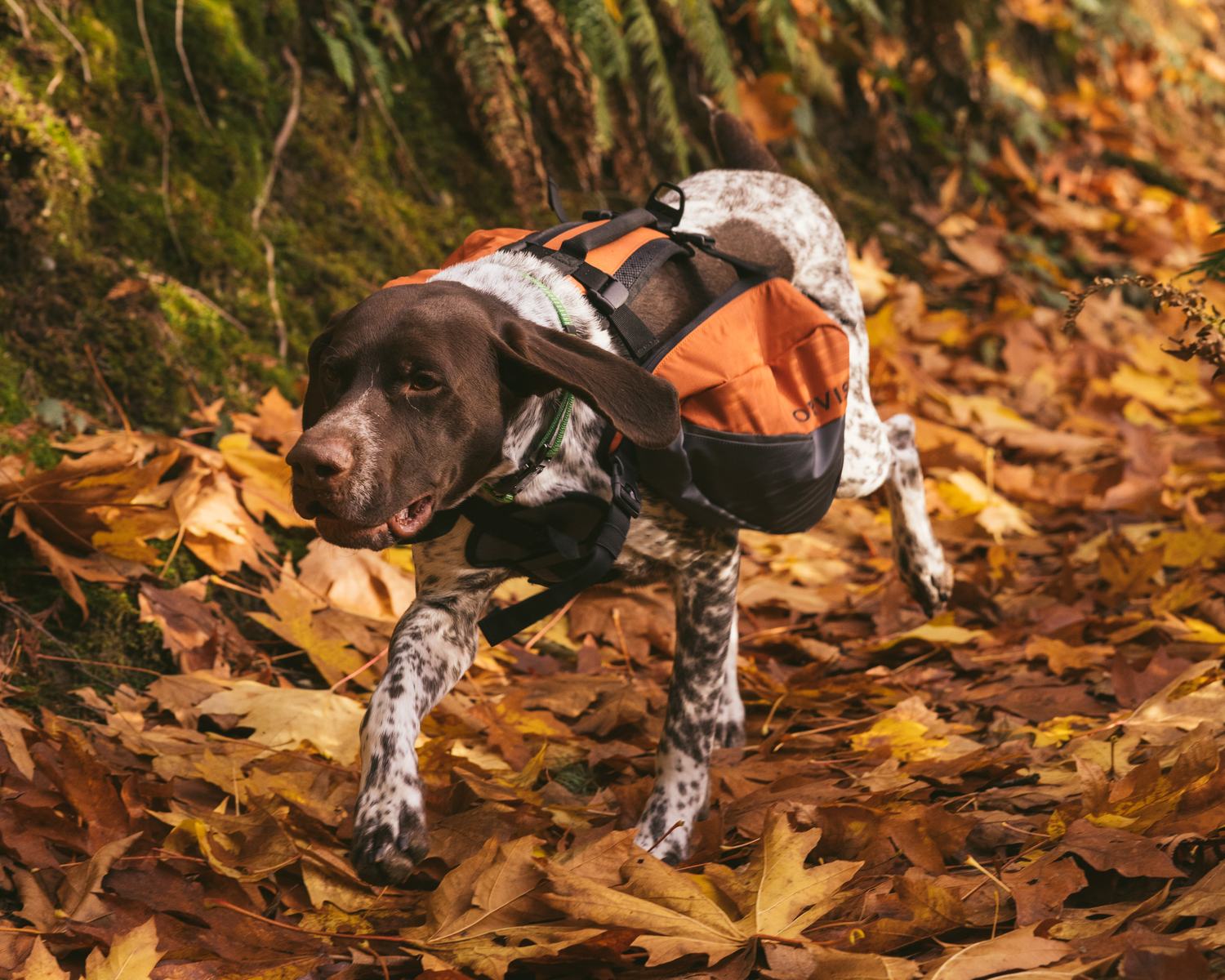 Orvis commission by Morgan Phillips, photo 14 of 15