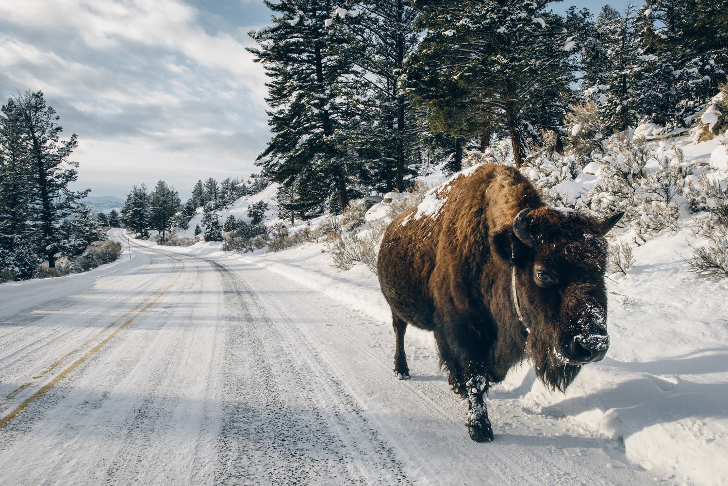 Visit Montana commission by Morgan Phillips, photo 8 of 10