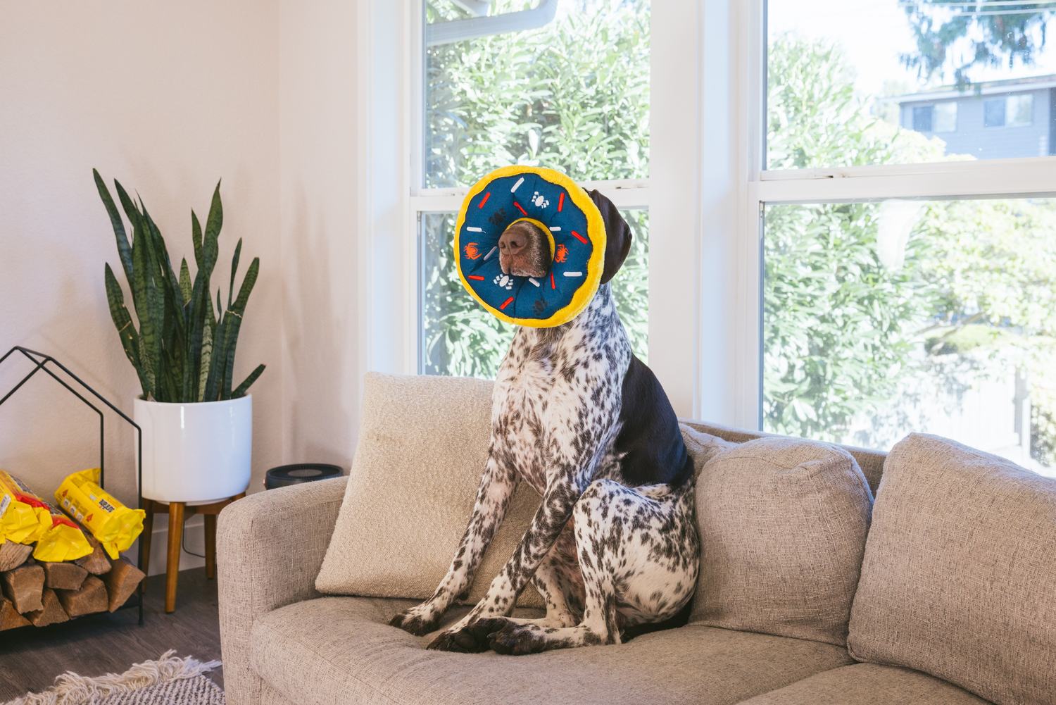 ZippyPaws commission by Morgan Phillips, photo 5 of 15