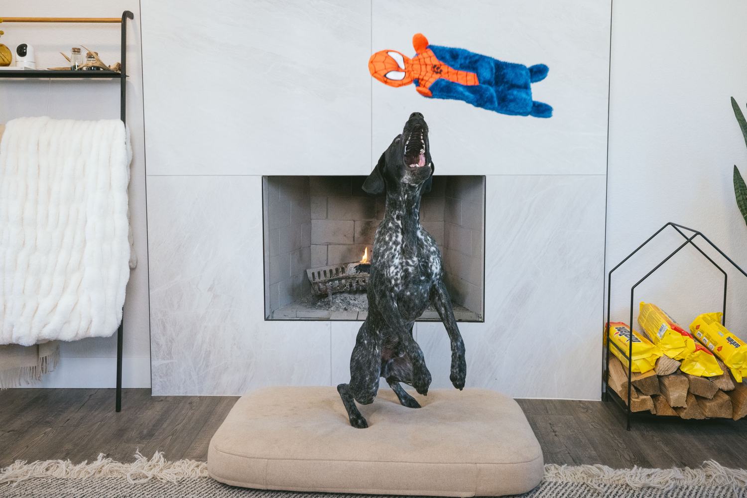 ZippyPaws commission by Morgan Phillips, photo 6 of 15