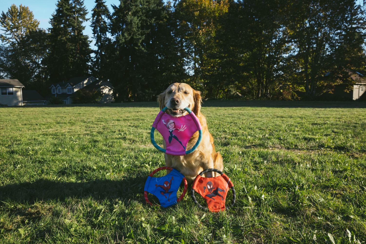 ZippyPaws commission by Morgan Phillips, photo 7 of 15
