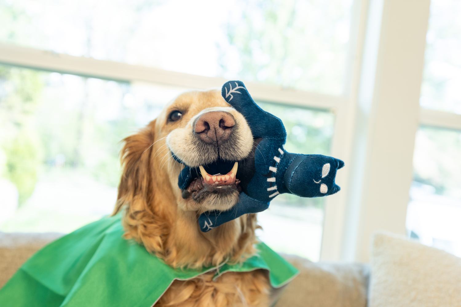 ZippyPaws commission by Morgan Phillips, photo 12 of 15