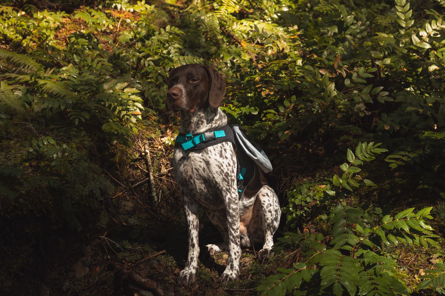 ZippyPaws commission by Morgan Phillips, photo 14 of 15