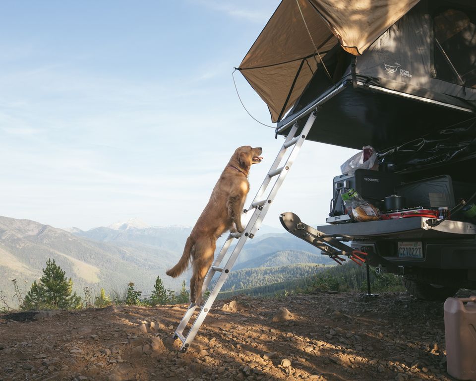 A dog climbs the ladder to a rooftop tent with mountains behind