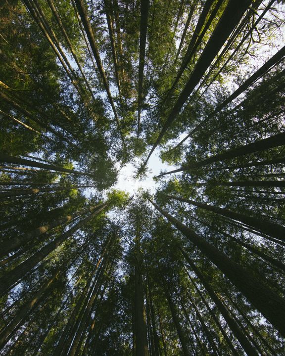 Looking straight up through tall pines to the sky